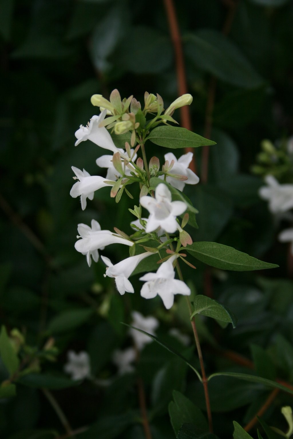 Abelia wielkokwiatowa / Abelia grandiflora