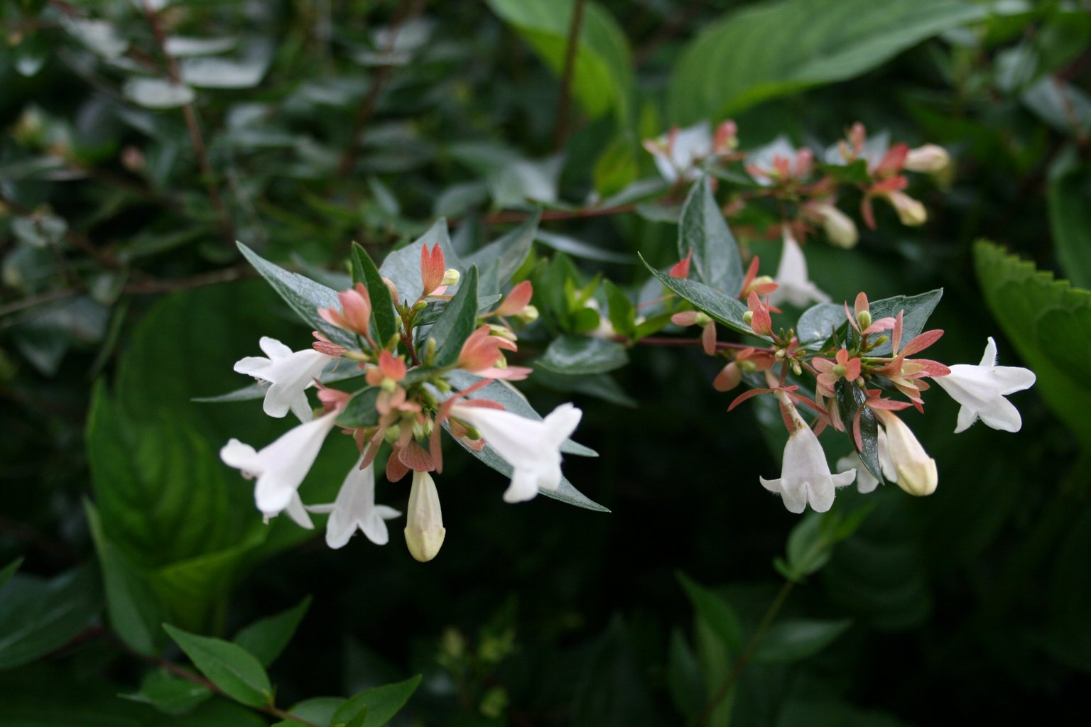 Abelia wielkokwiatowa "Sherwood" / Abelia grandiflora "Sherwood"