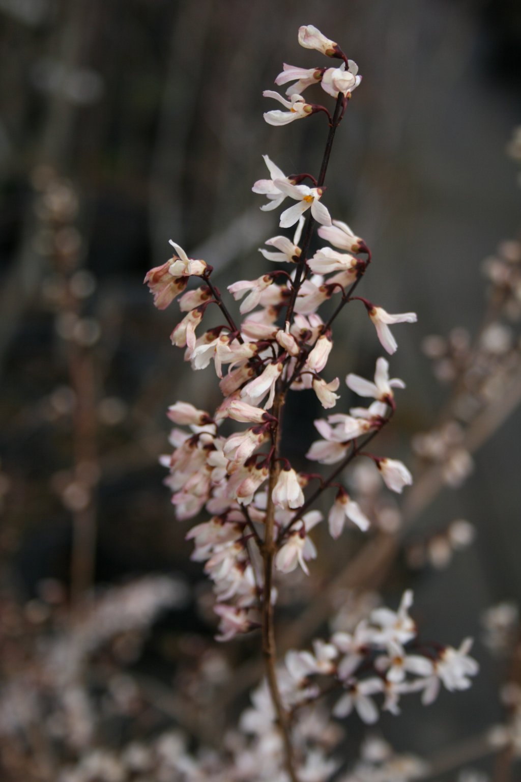 Abeliofylum koreańskie / Abeliophyllum distichum