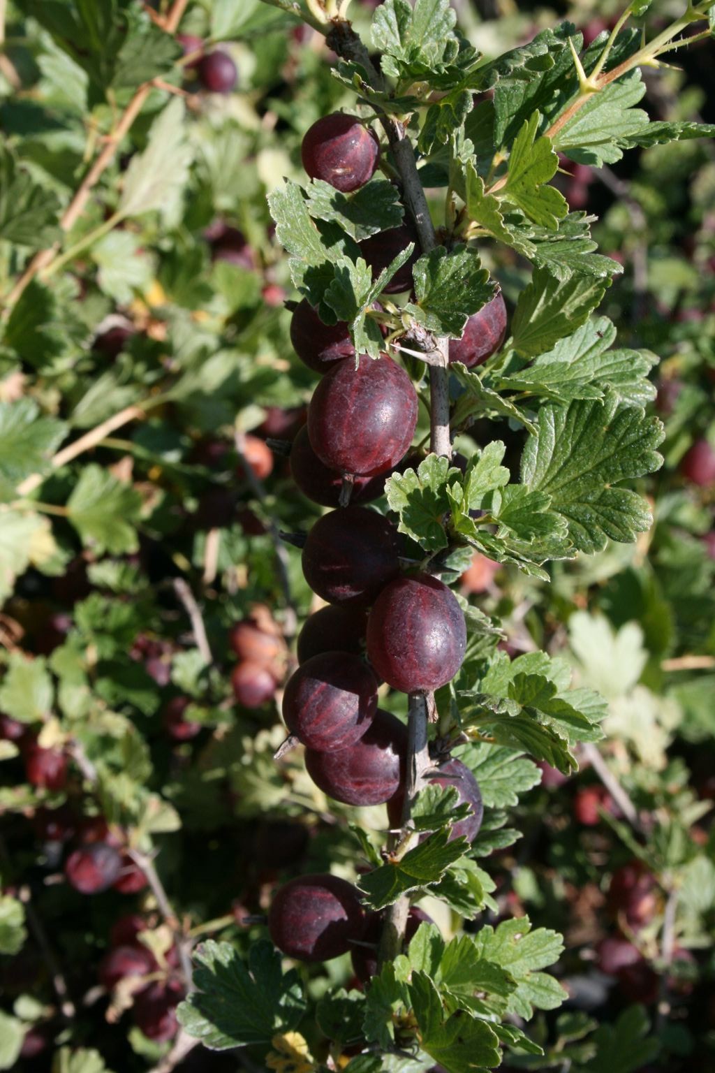 Agrest "Hinnonmaki Rot" / Ribes grossularia "Hinnonmaki Rot"
