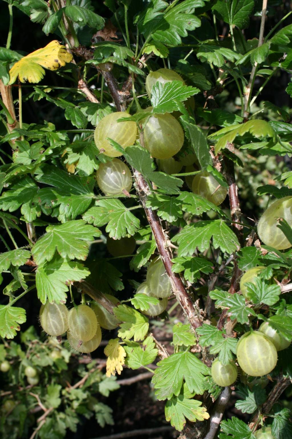 Agrest "Invicta" / Ribes grossularia "Invicta"