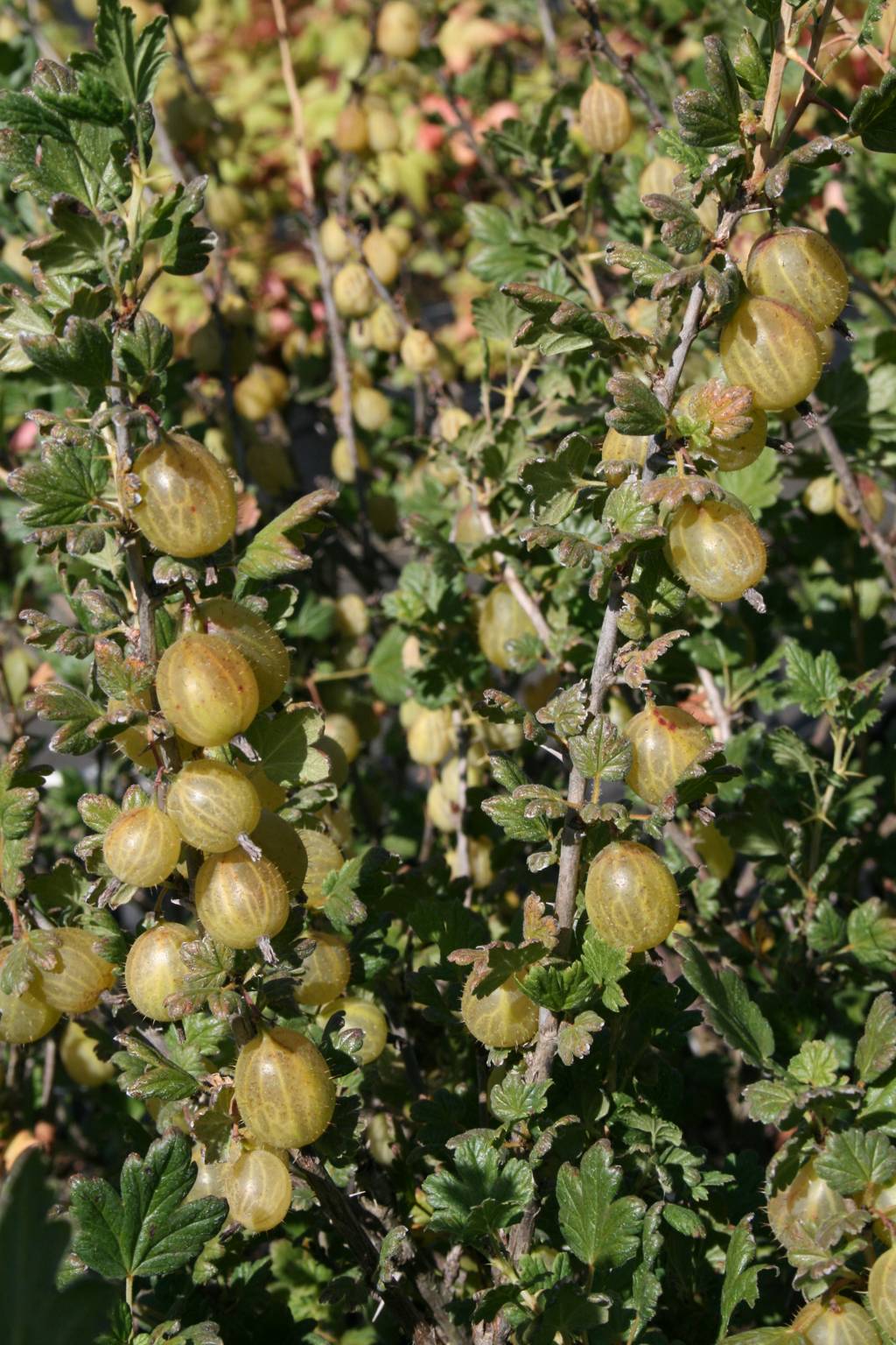 Agrest "Invicta" / Ribes grossularia "Invicta"