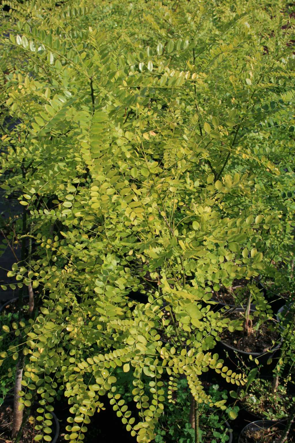 Amorfa zwyczajna/Indygowiec/ / Amorpha fruticosa