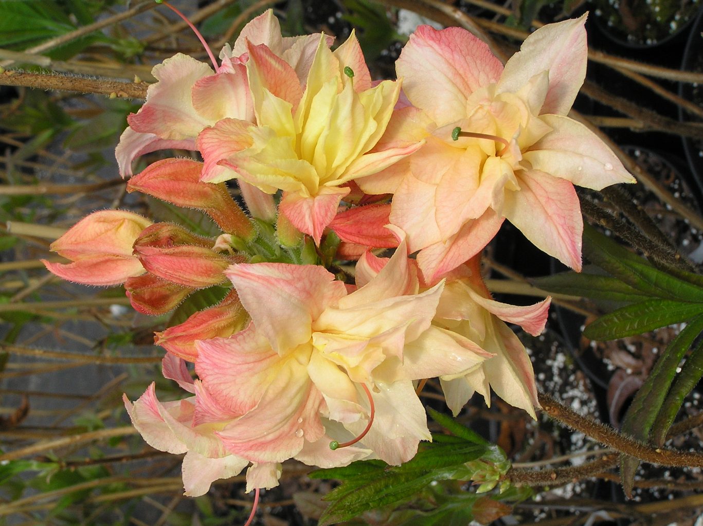Azalia "Cannon`s Double" / Rhododendron az "Cannon`s Double"