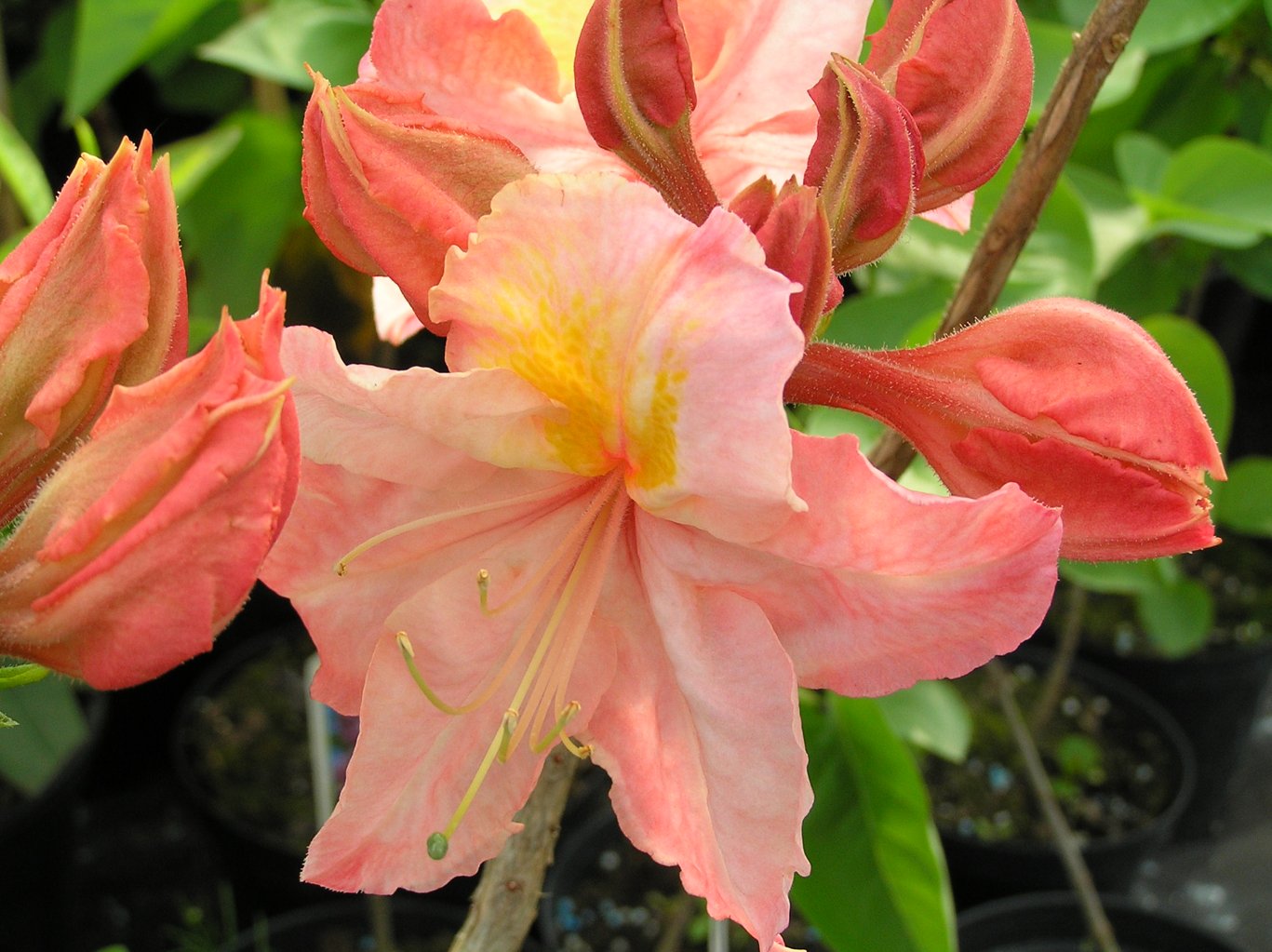 Azalia "Cecile" / Rhododendron az "Cecile"