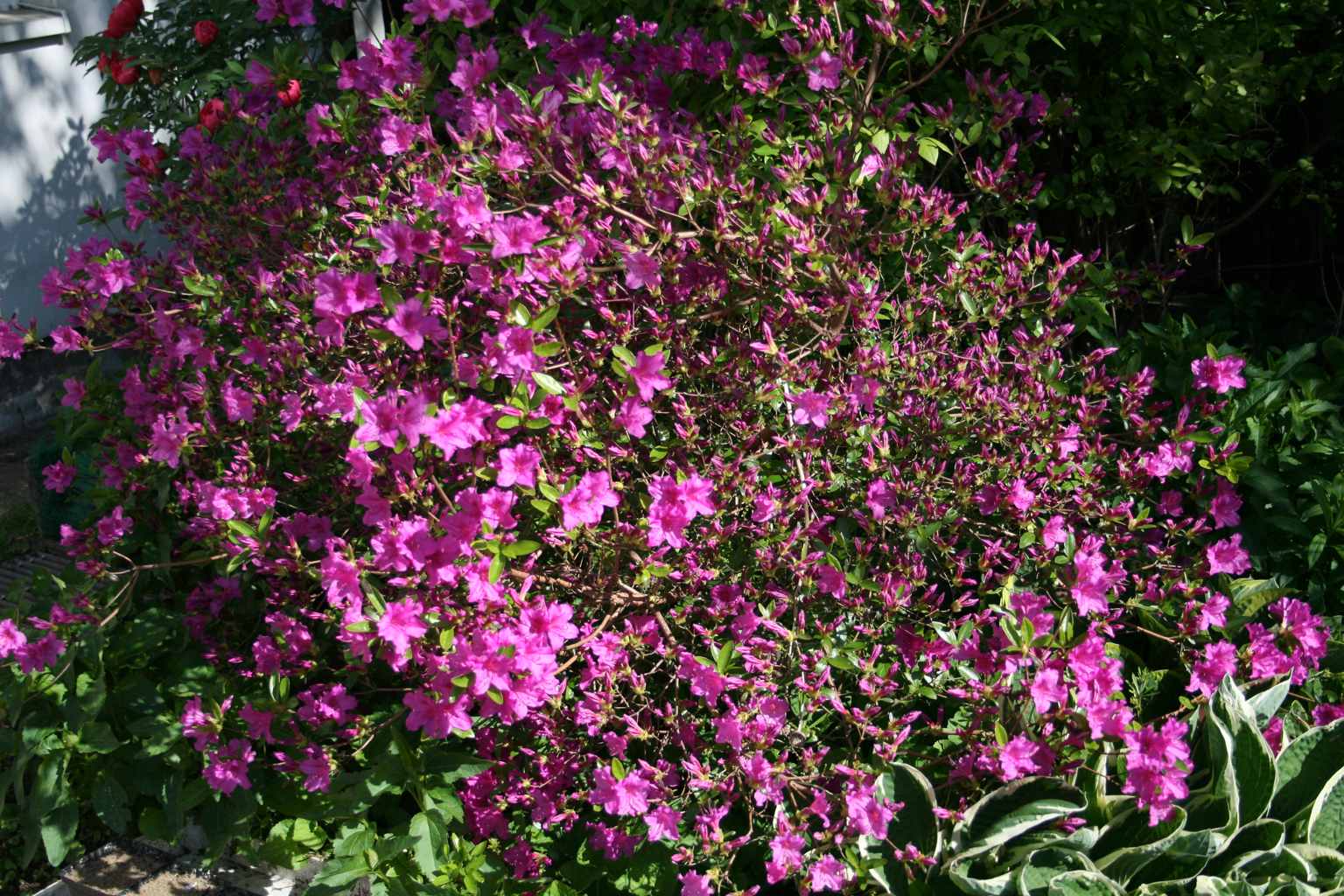 Azalia japońska "Ledikanense" / Rhododendron aj "Ledikanense"