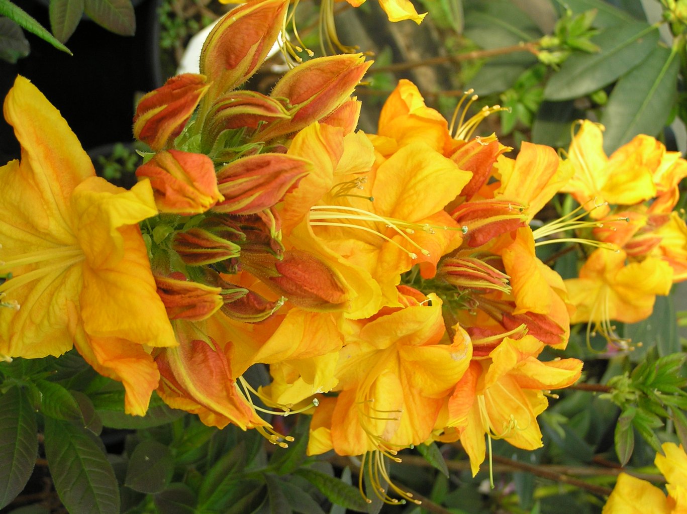 Azalia "Klondyke" / Rhododendron az "Klondyke"