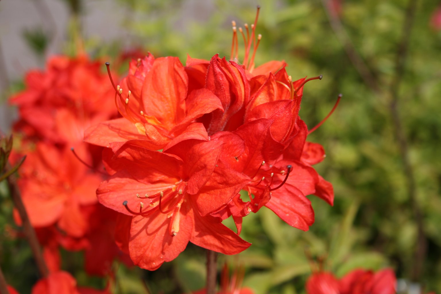 Azalia "Parkfeuer" / Rhododendron az "Parkfeuer"