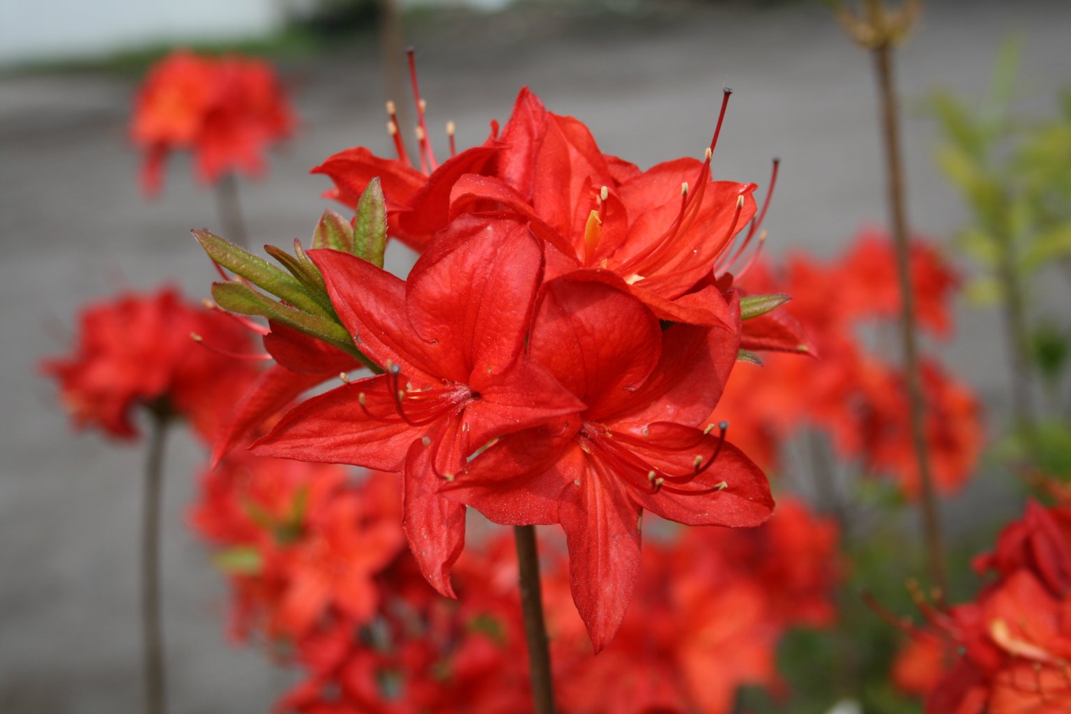 Azalia "Parkfeuer" / Rhododendron az "Parkfeuer"
