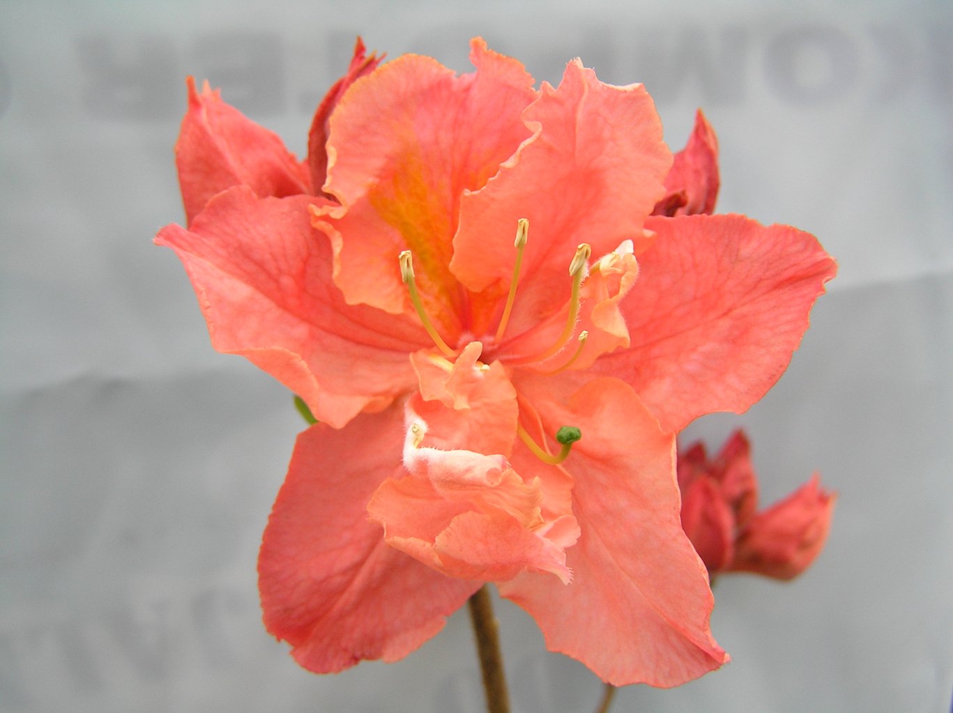 Azalia "Sarina" / Rhododendron az "Sarina"