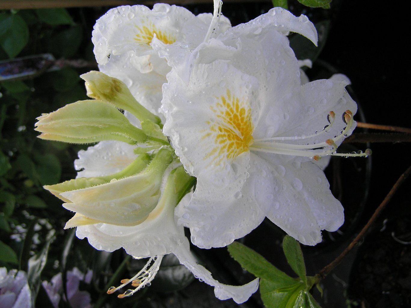 Azalia "Schneegold" / Rhododendron az "Schneegold"