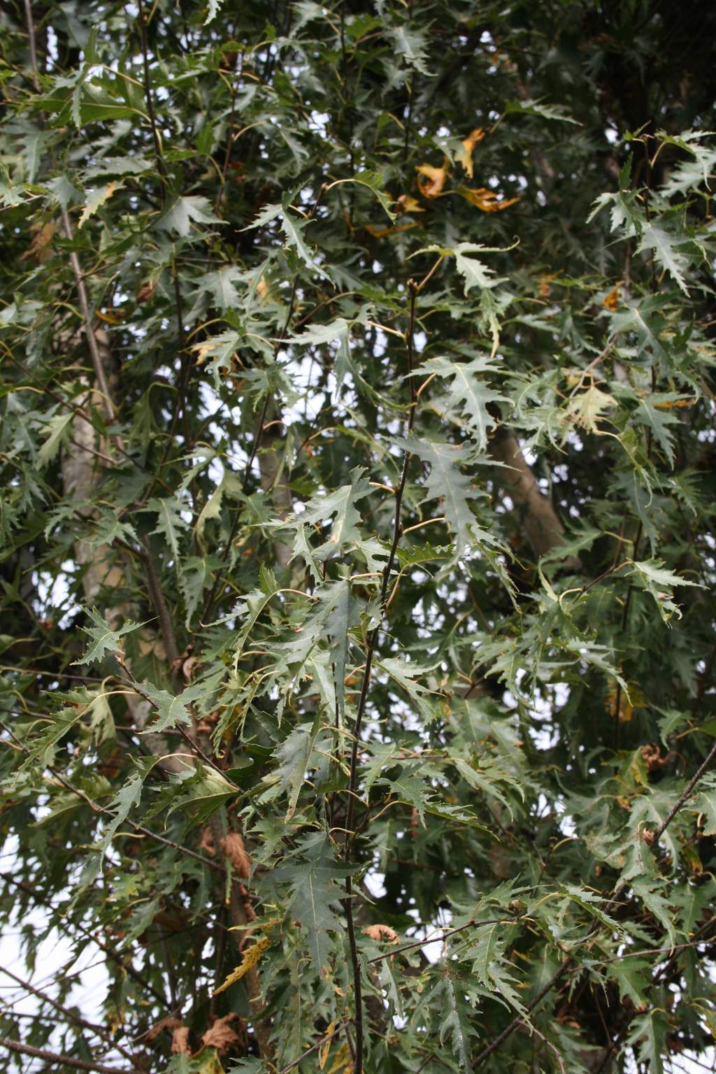 Brzoza brodawkowata "Lacinata" / Betula pendula "Laciniata"