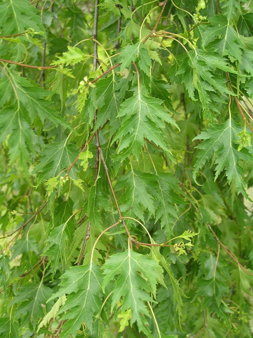 Brzoza brodawkowata "Lacinata" / Betula pendula "Laciniata"