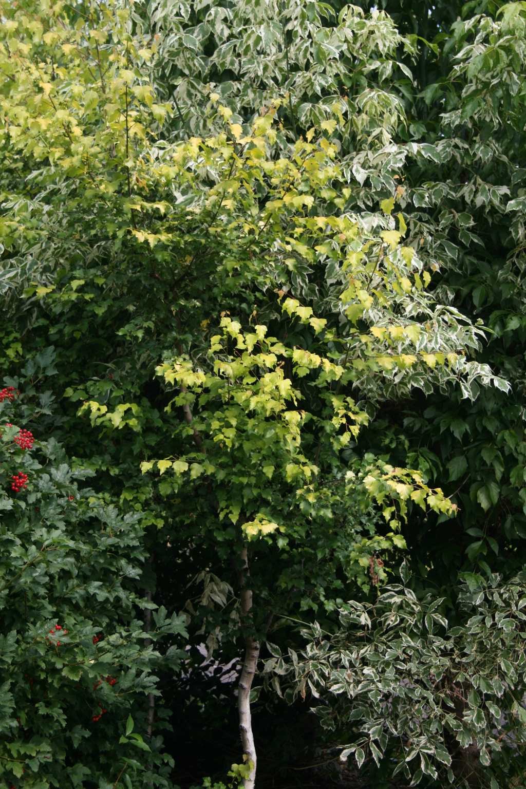 Brzoza omszona "Aurea" / Betula pubescens "Aurea"