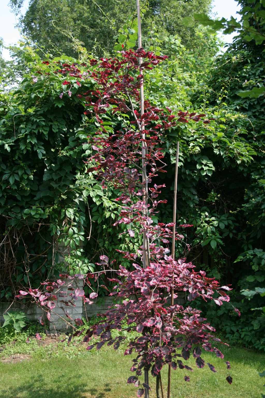 Buk pospolity "Purpurea Tricolor" / Fagus sylvatica "Purpurea Tricolor"