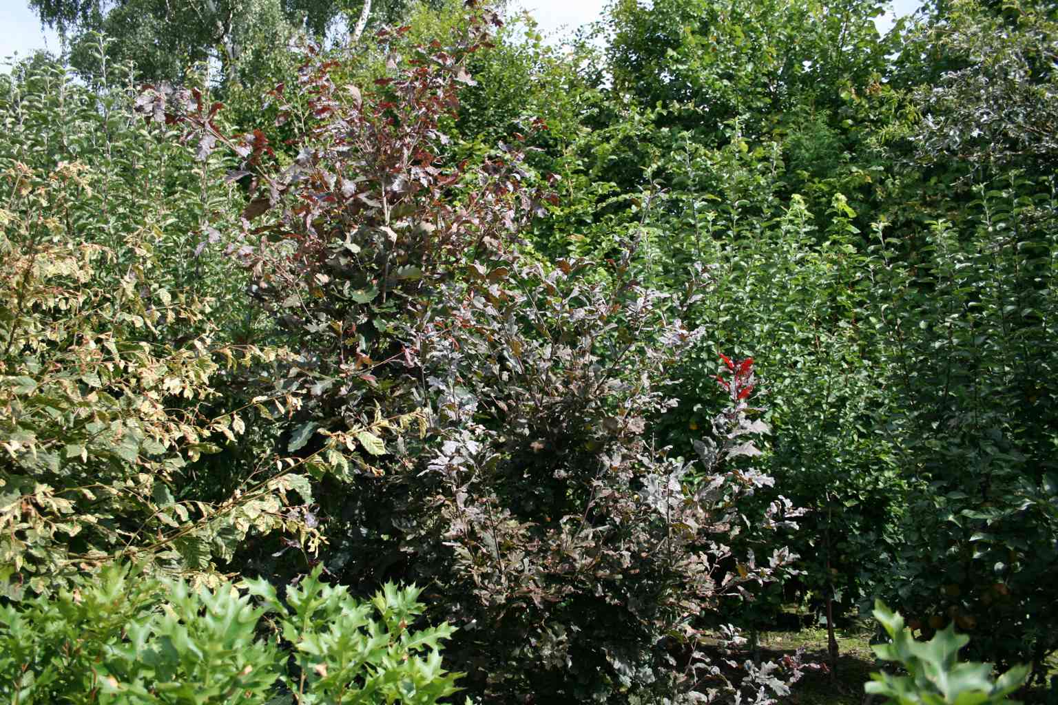 Dąb bezszypułkowy "Purpurea" / Quercus petraea "Purpurea"
