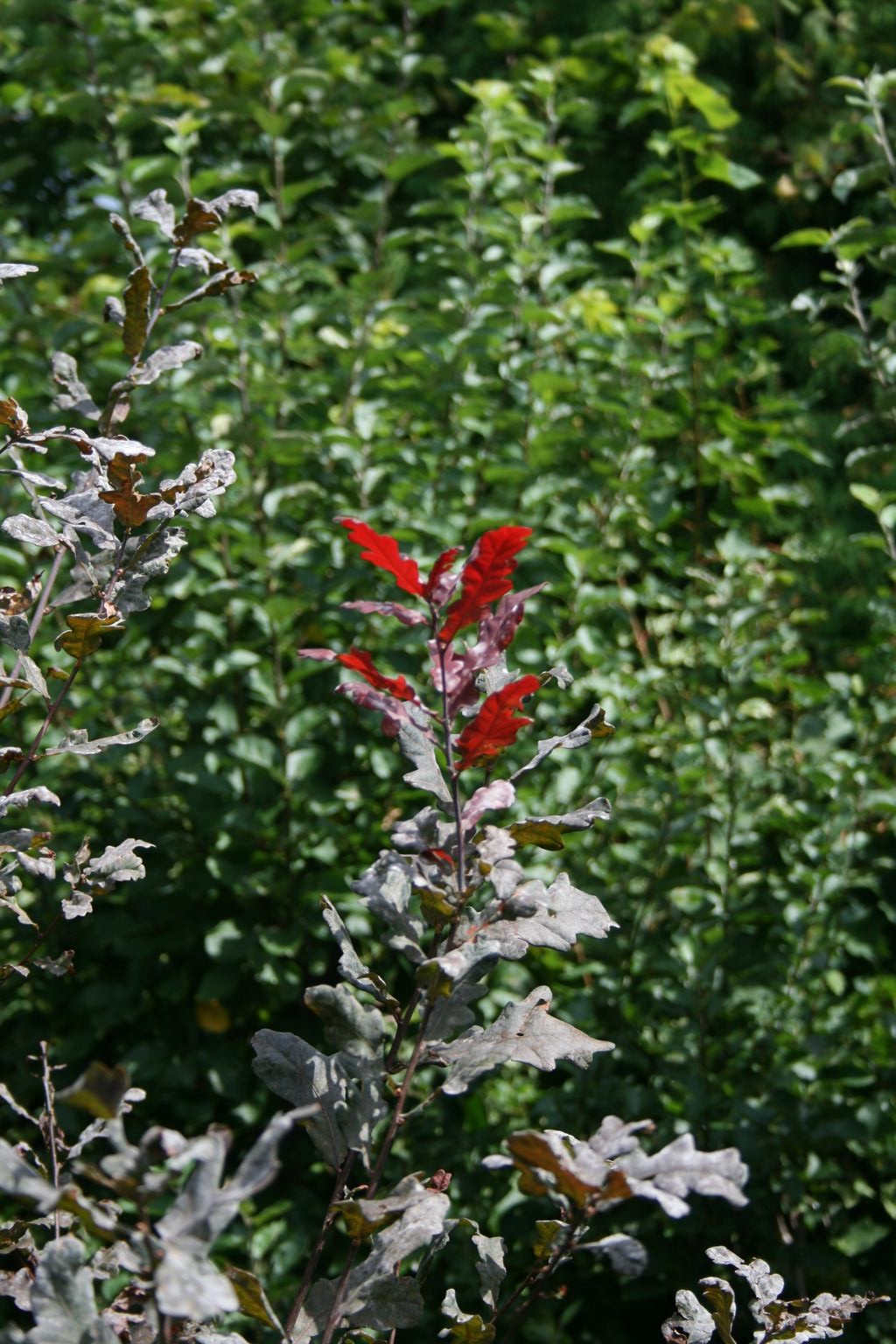Dąb bezszypułkowy "Purpurea" / Quercus petraea "Purpurea"