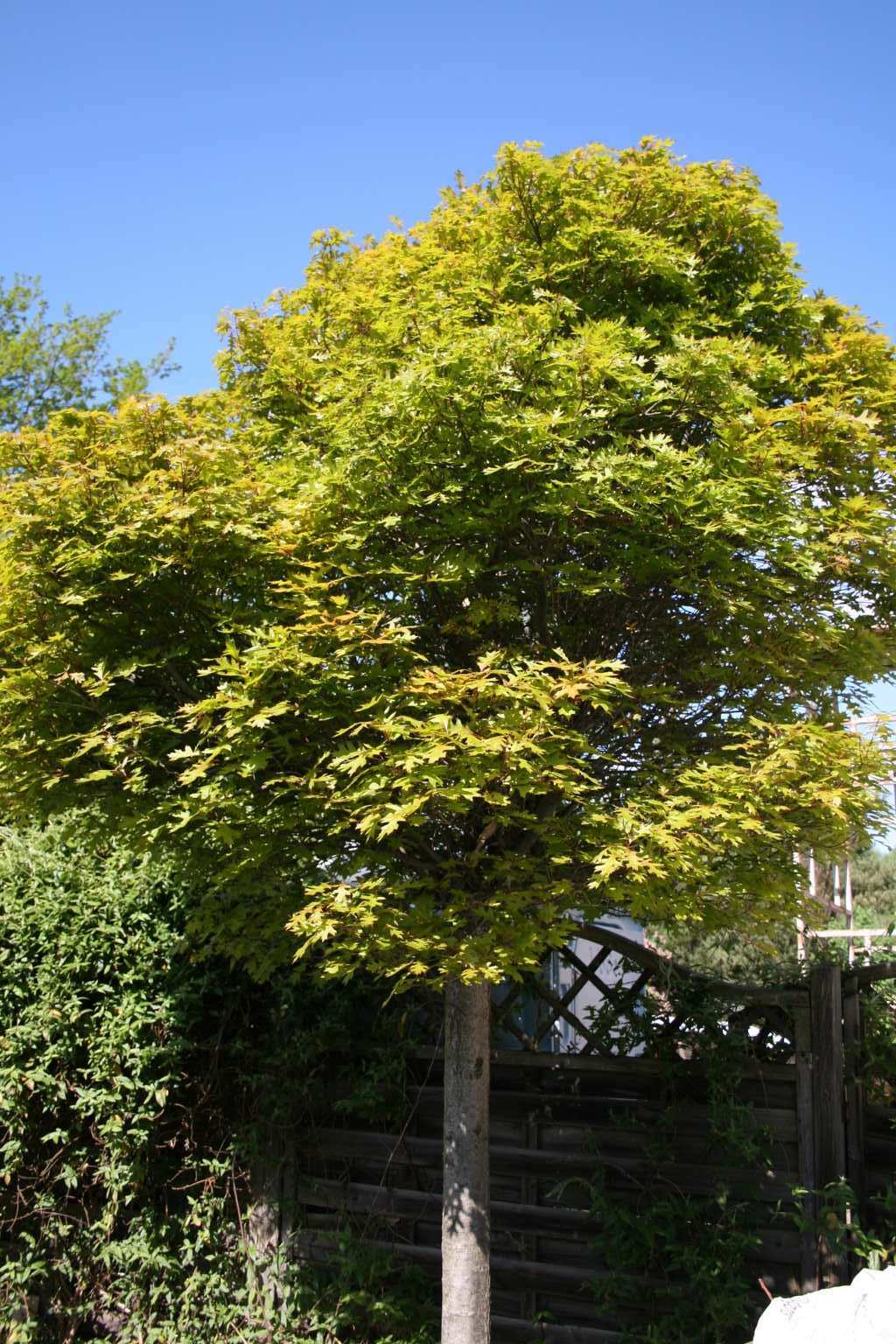 Dąb błotny "Green Dwarf" / Quercus palustris "Green Dwarf"