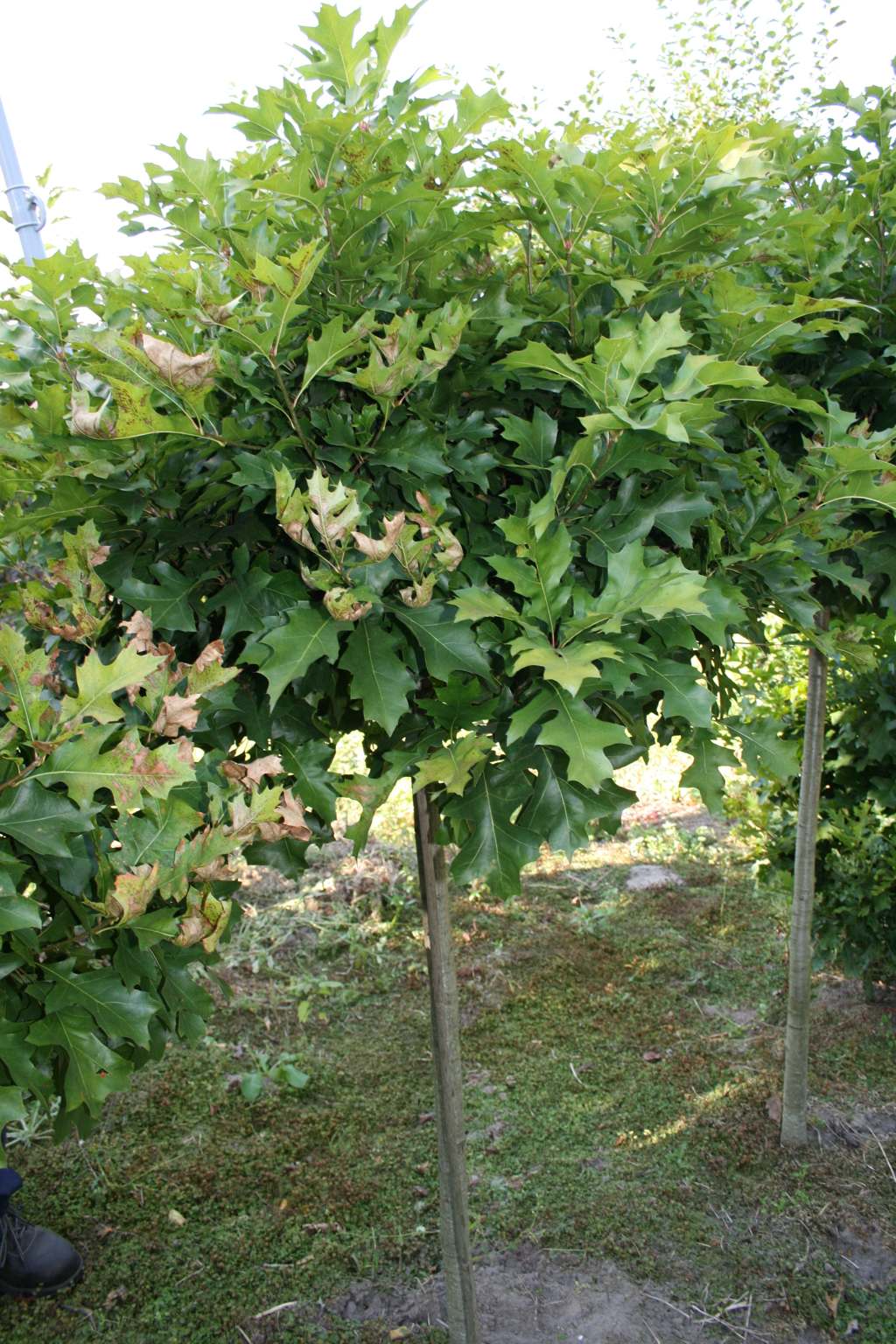 Dąb błotny "Green Dwarf" / Quercus palustris "Green Dwarf"