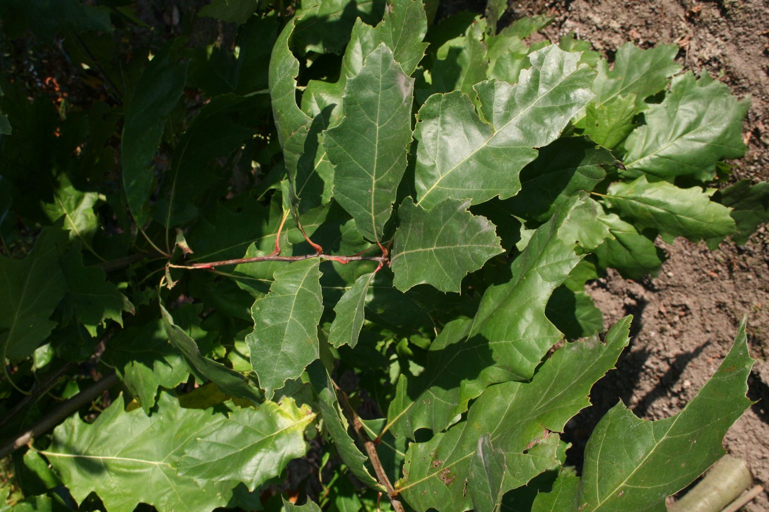 Dąb czerwony / Quercus rubra