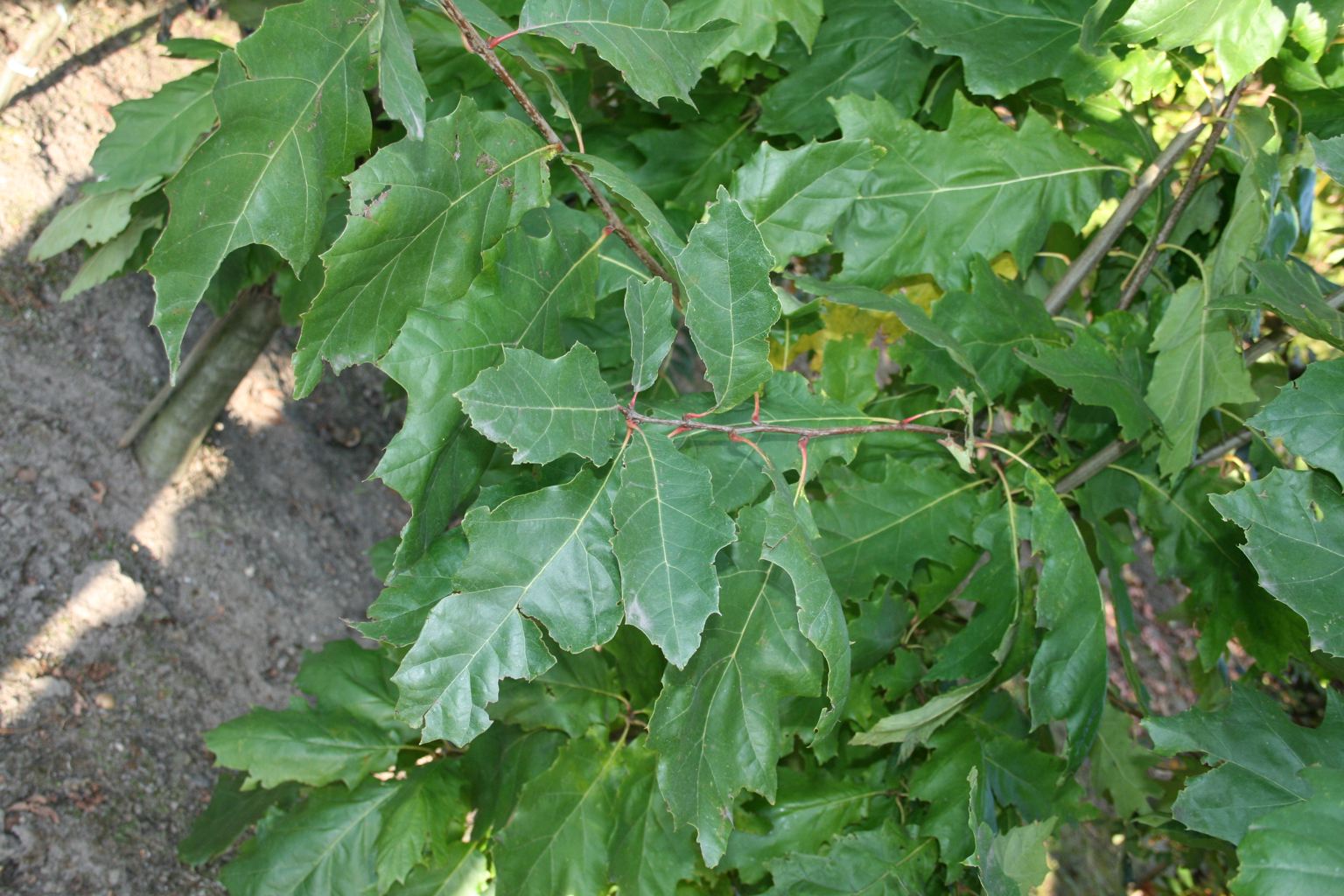 Dąb czerwony / Quercus rubra