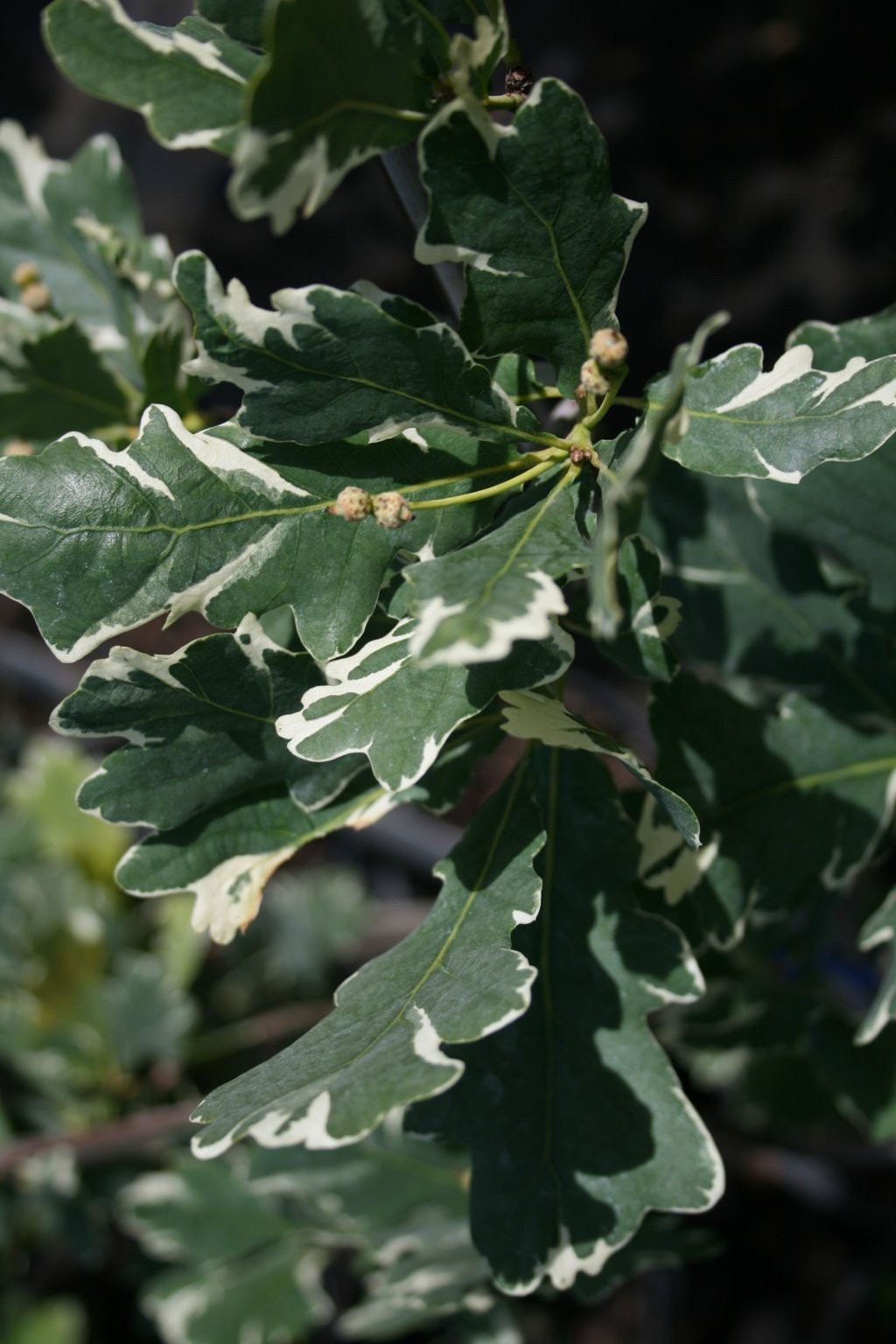 Dąb szypułkowy "Argenteomarginata" / Quercus robur "Argenteomarginata"