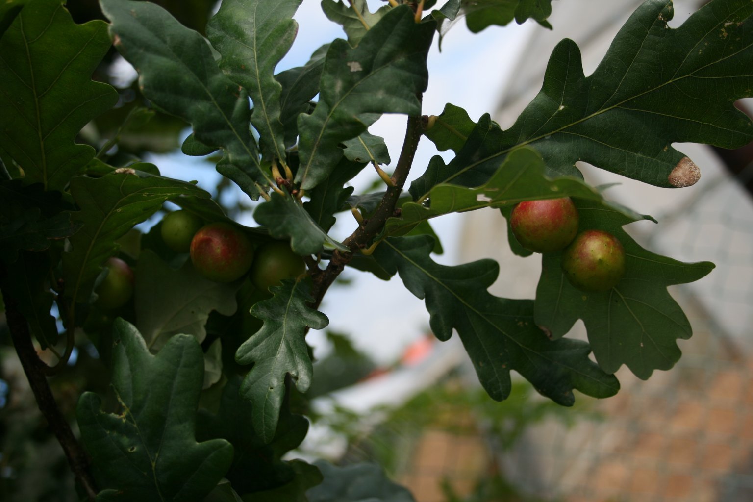 Dąb szypułkowy "Fastigiata" / Quercus robur "Fastigiata"