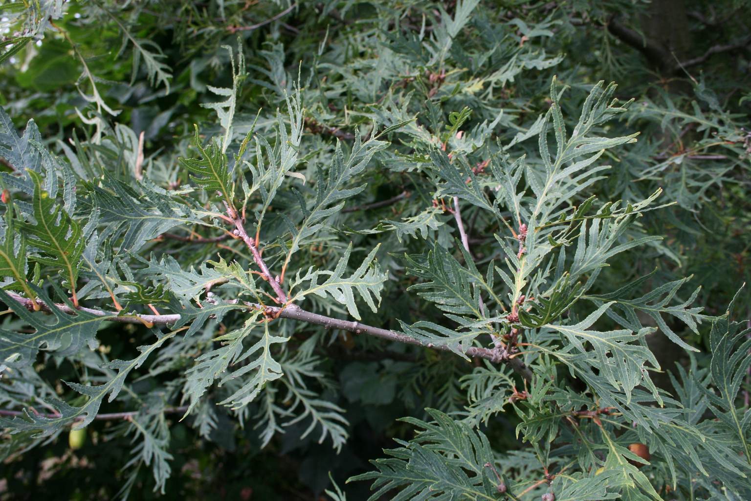 Dąb szypułkowy "Pectinata" / Quercus robur "Pectinata"