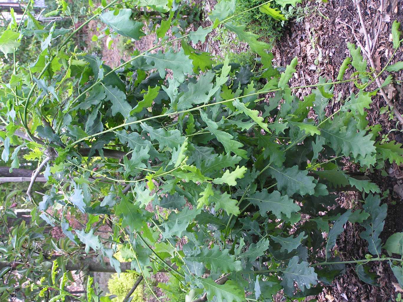 Dąb szypułkowy "Pendula" / Quercus robur "Pendula"