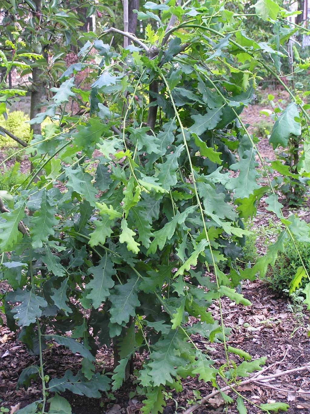 Dąb szypułkowy "Pendula" / Quercus robur "Pendula"