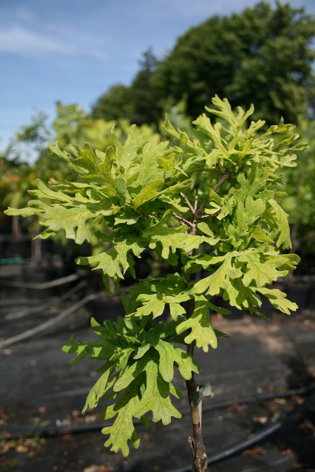 Dąb szypułkowy "Strypemonde" / Quercus robur "Strypemonde"