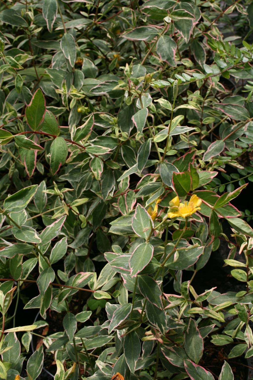 Dziurawiec Mosera "Tricolor" / Hypericum moserianum  "Tricolor"