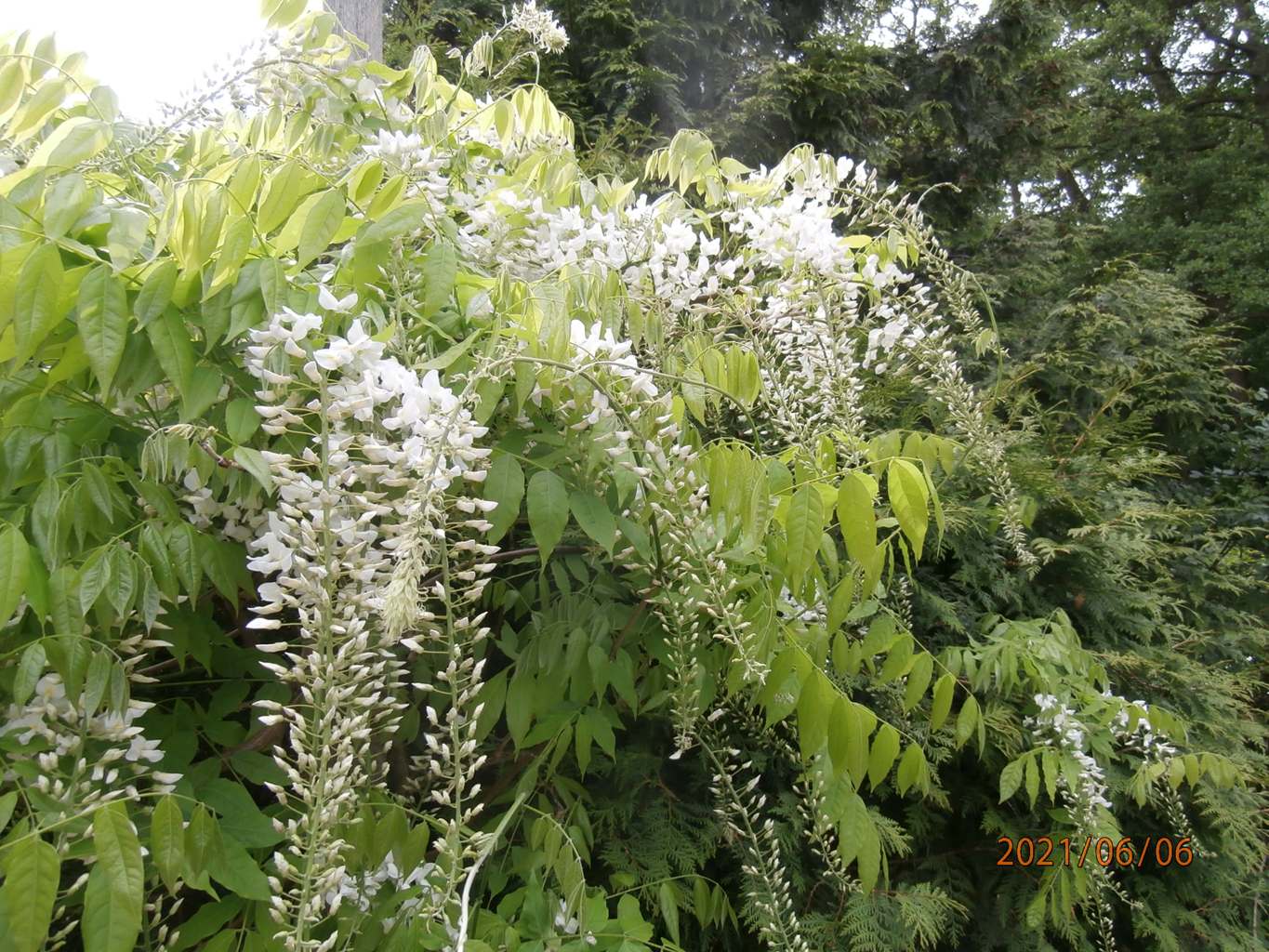 Glicynia kwiecista "Alba" / Wisteria floribunda "Alba"