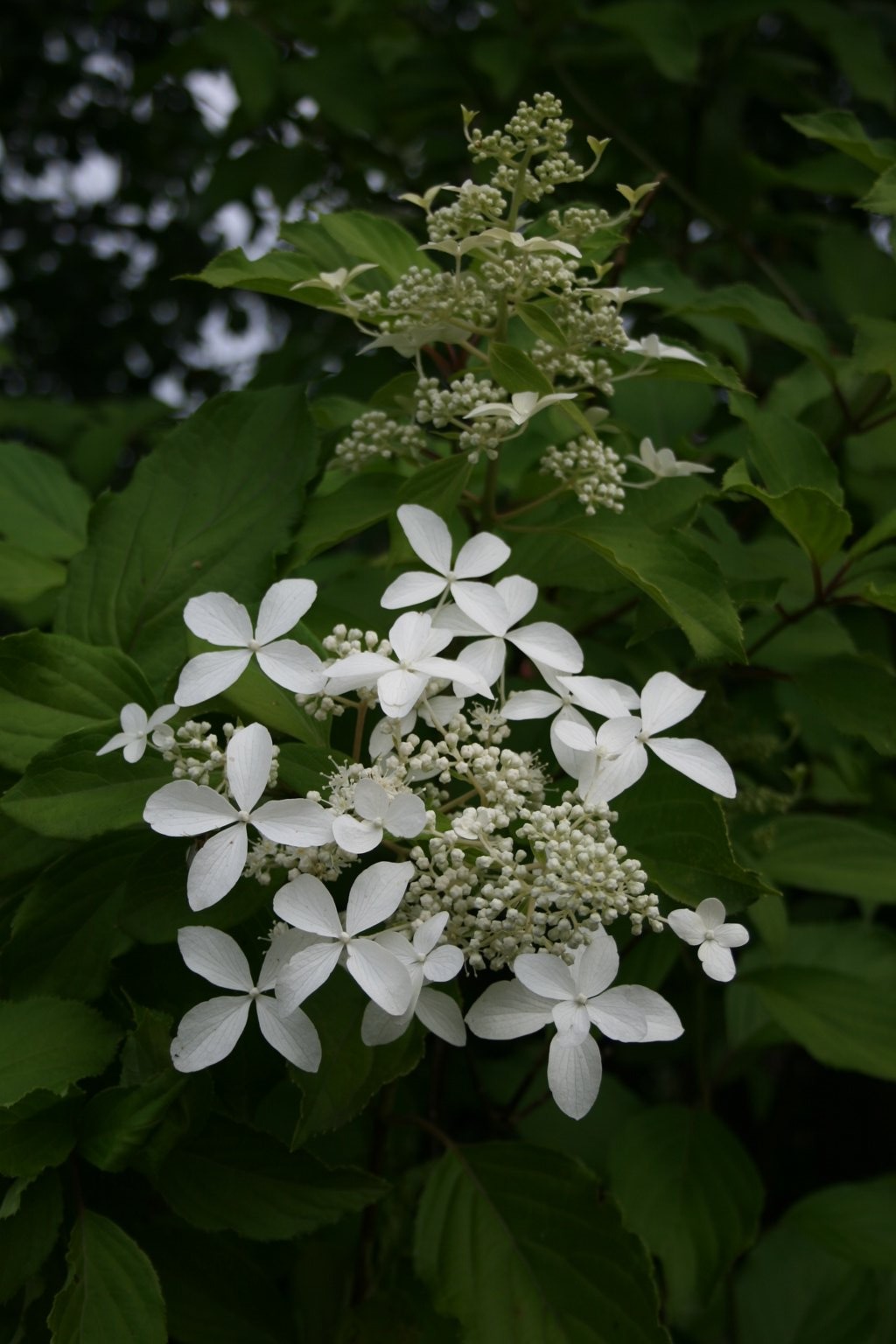Hortensja bukietowa "Great Star" / Hydrangea paniculata "Great Star"