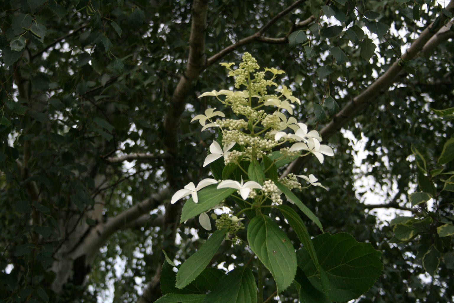 Hortensja bukietowa "Great Star" / Hydrangea paniculata "Great Star"