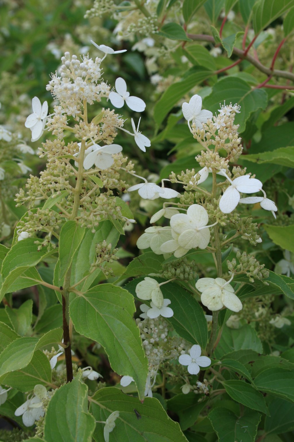 Hortensja bukietowa "Kyushu" / Hydrangea paniculata "Kyushu"