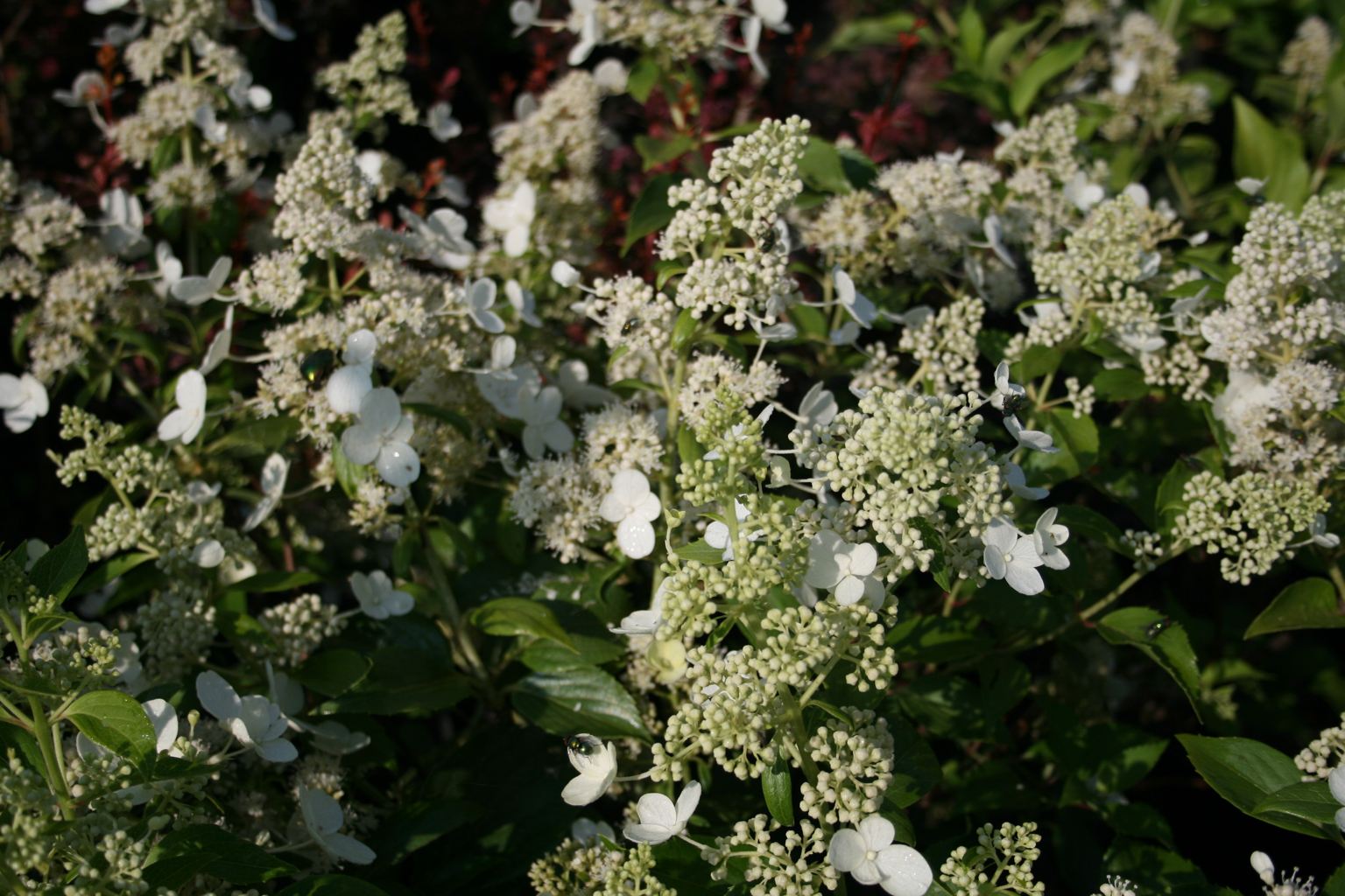 Hortensja bukietowa "Kyushu" / Hydrangea paniculata "Kyushu"