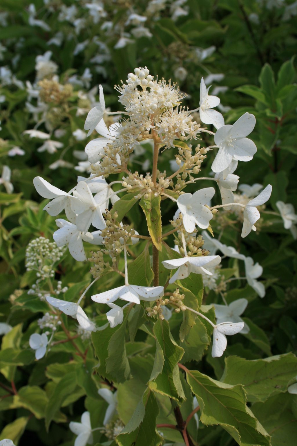 Hortensja bukietowa "Levana" / Hydrangea paniculata "Levana"