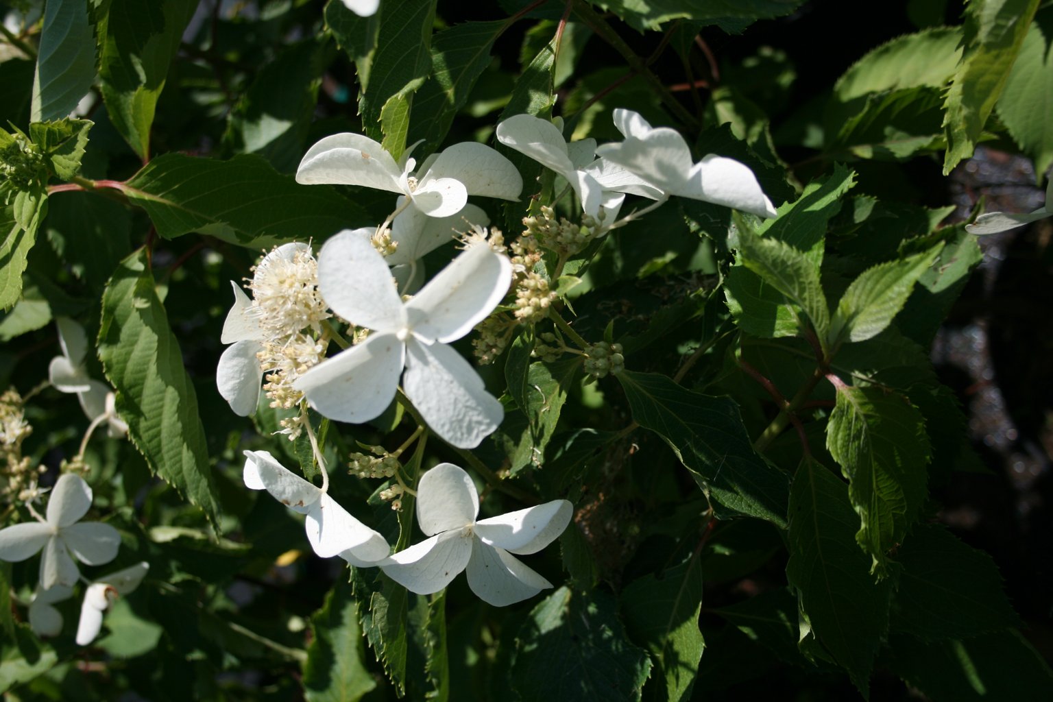 Hortensja bukietowa "Levana" / Hydrangea paniculata "Levana"