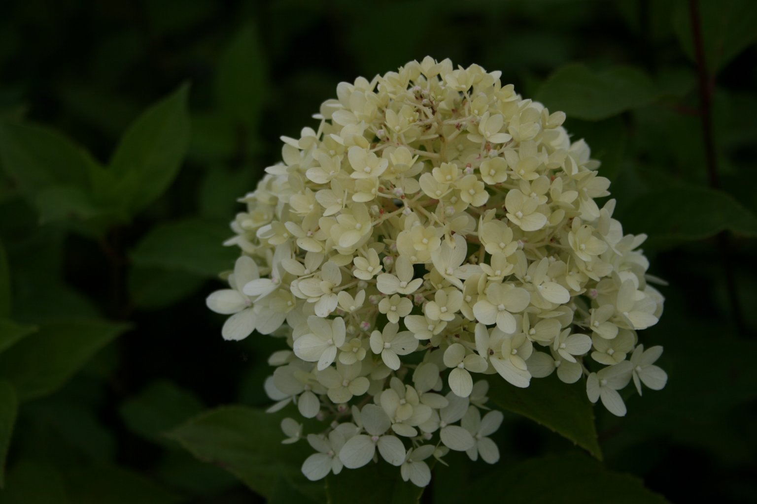Hortensja bukietowa "Limelight" / Hydrangea paniculata "Limelight"