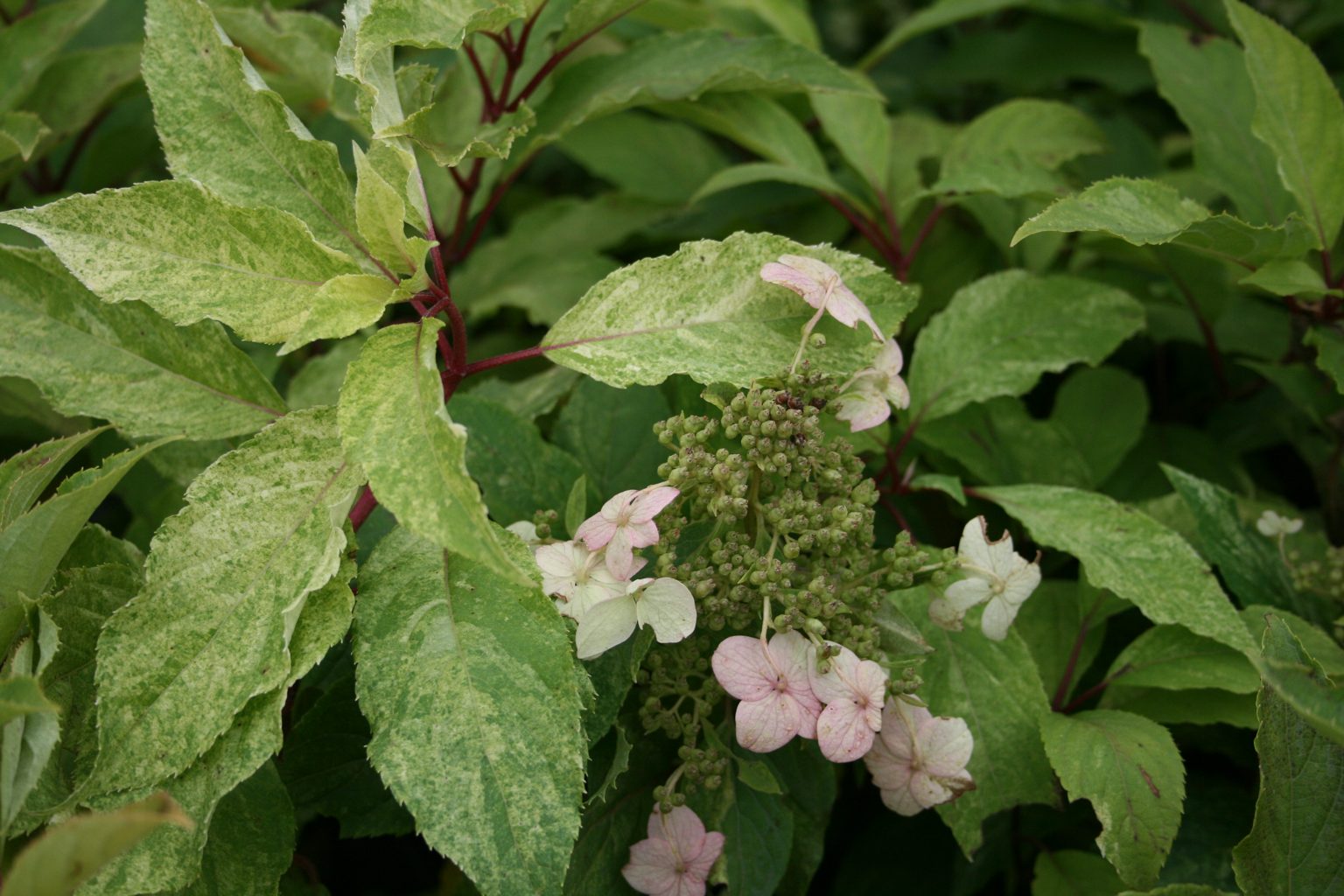 Hortensja bukietowa "Shikoku Flash" / Hydrangea paniculata "Shikoku Flash"