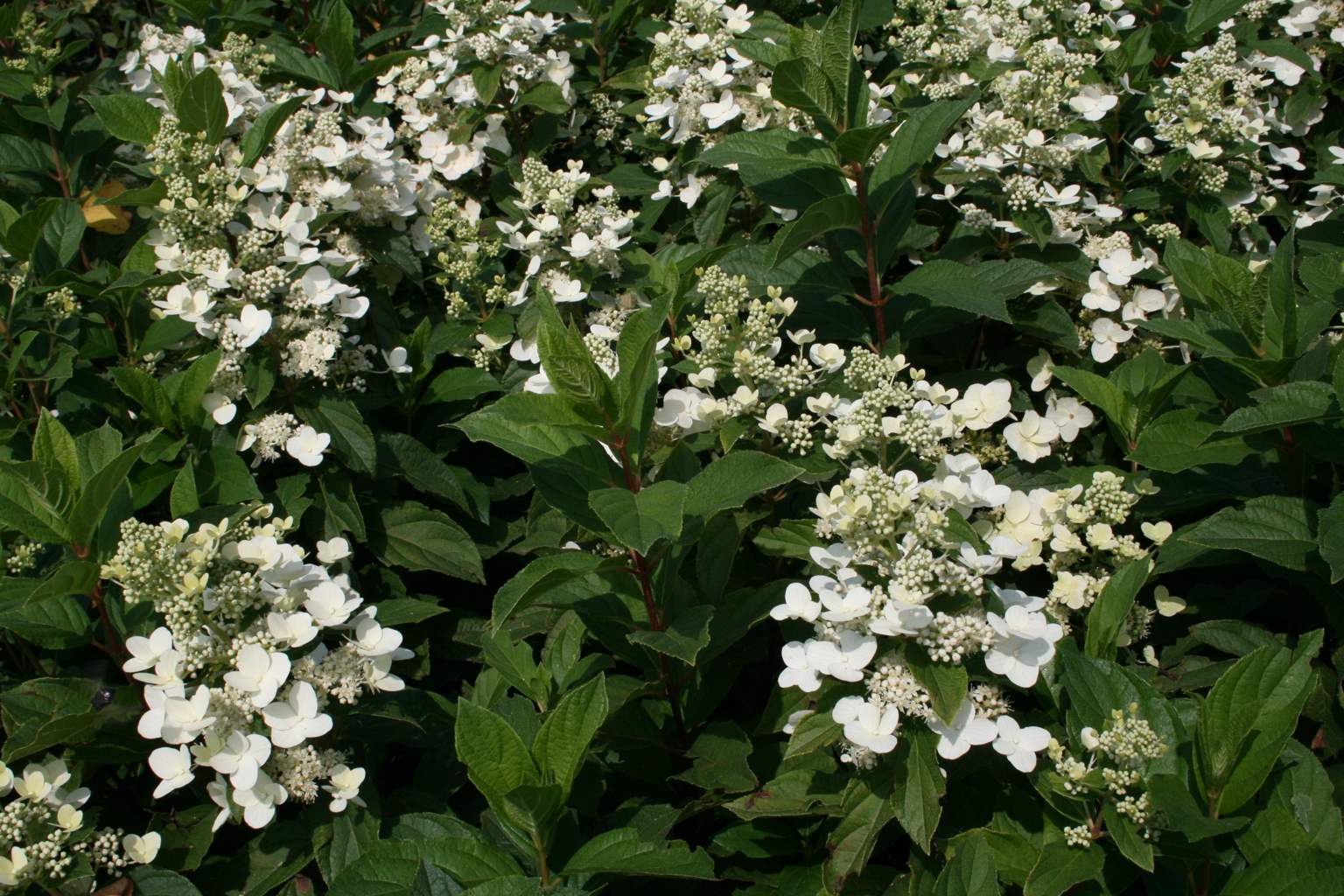 Hortensja bukietowa "Tardiva" / Hydrangea paniculata "Tardiva"
