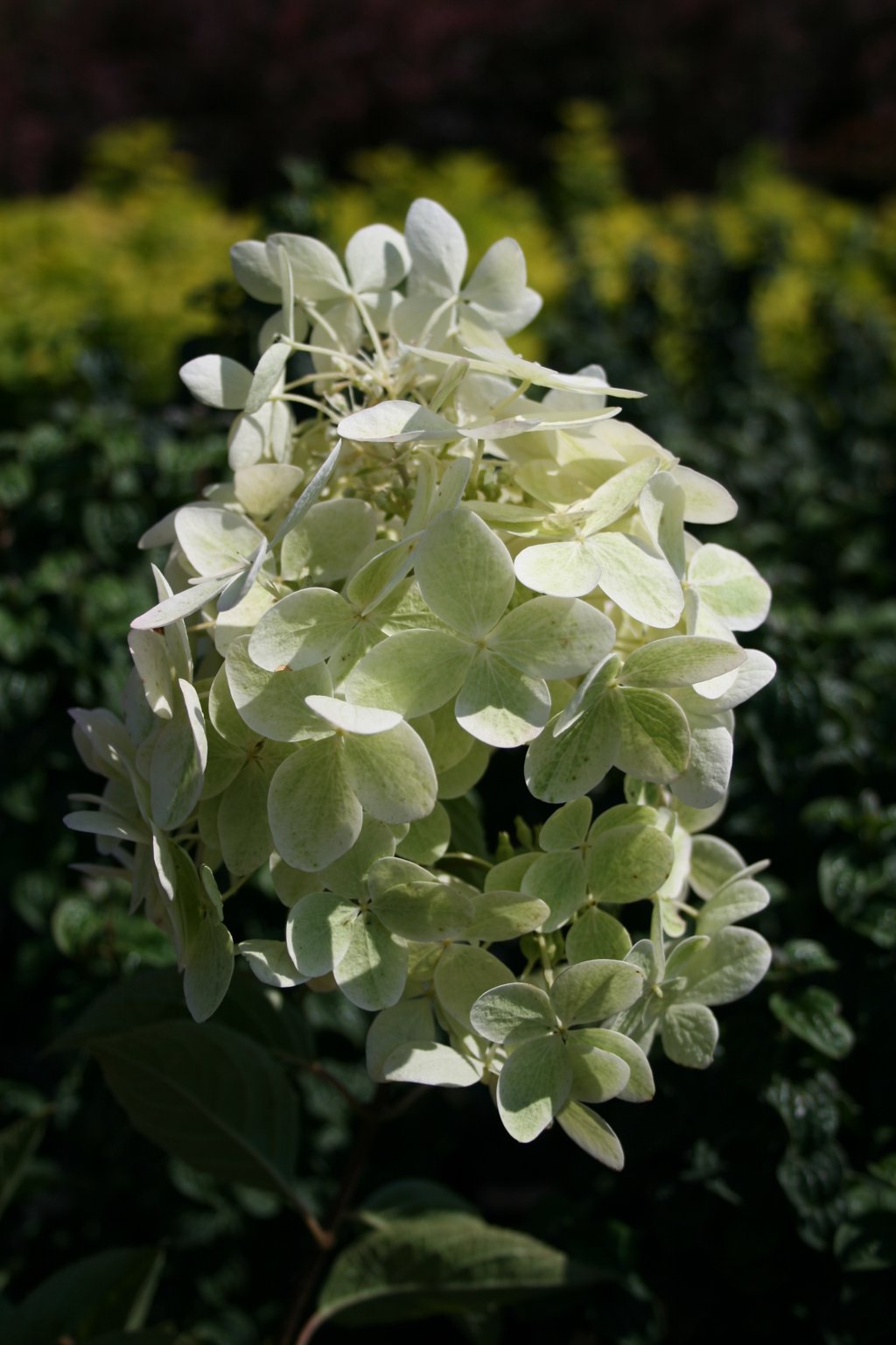 Hortensja bukietowa "Unique" / Hydrangea paniculata "Unique"