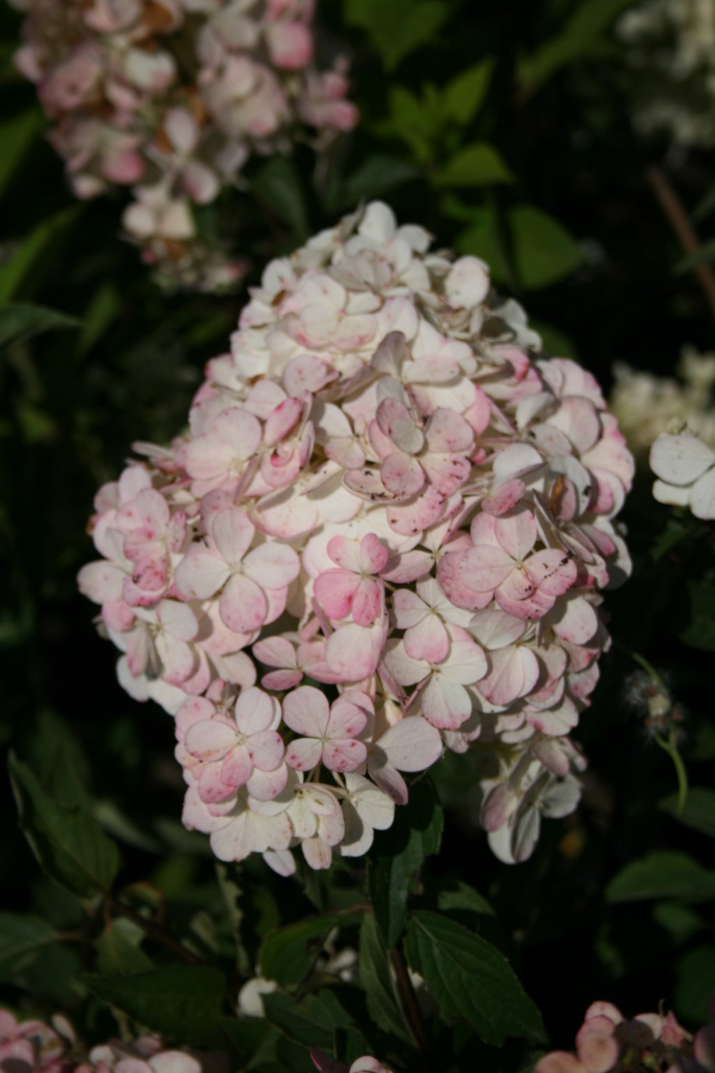 Hortensja bukietowa VANILLE-FRAISE "Rehny" / Hydrangea paniculata VANILLE-FRAISE "Renhy"