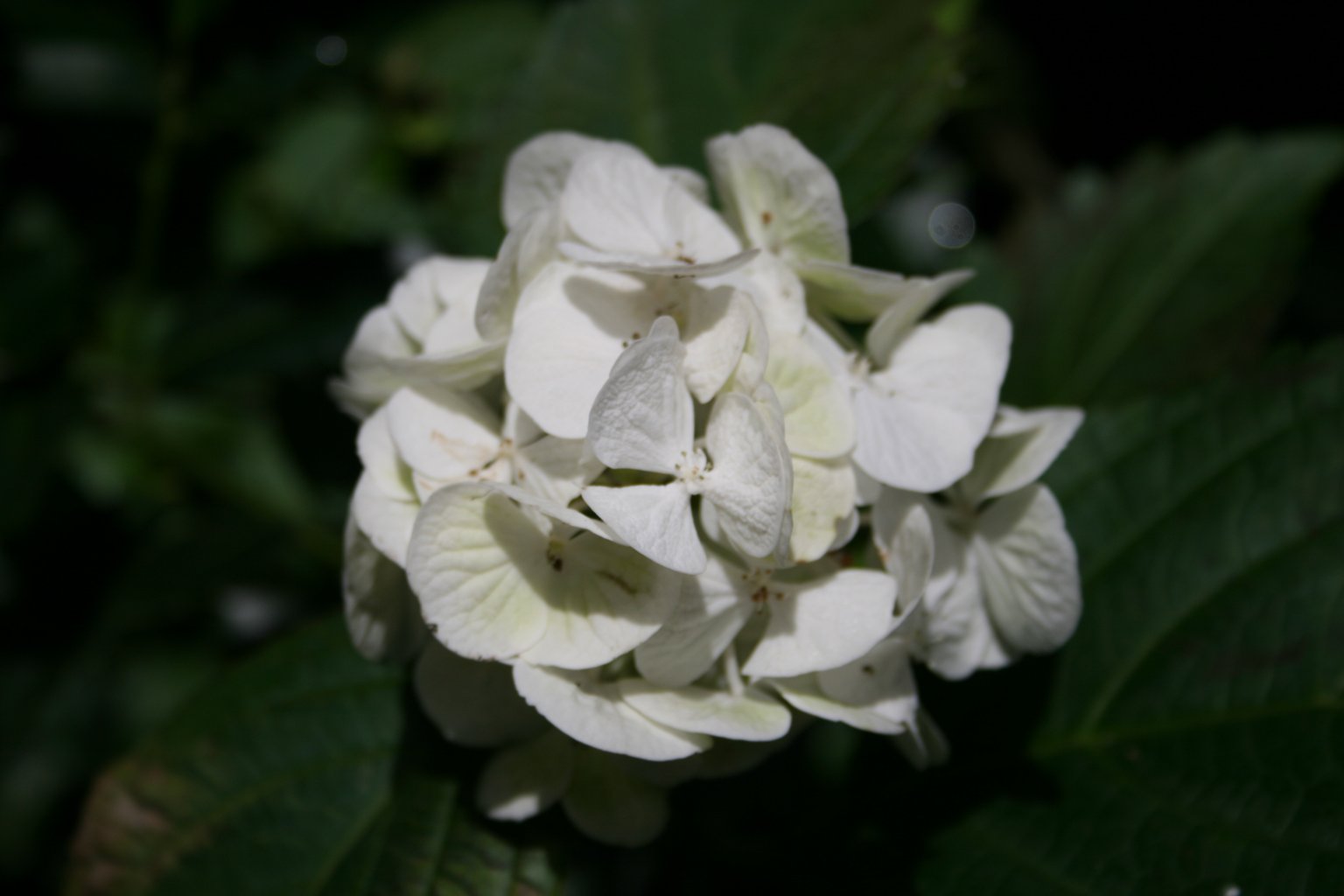 Hortensja ogrodowa "Snowball" / Hydrangea macrophylla "Snowball"