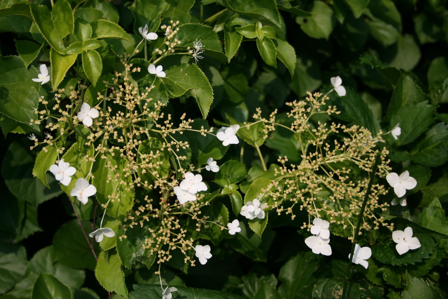 Hortensja pnąca / Hydrangea anomala subsp. petiolaris