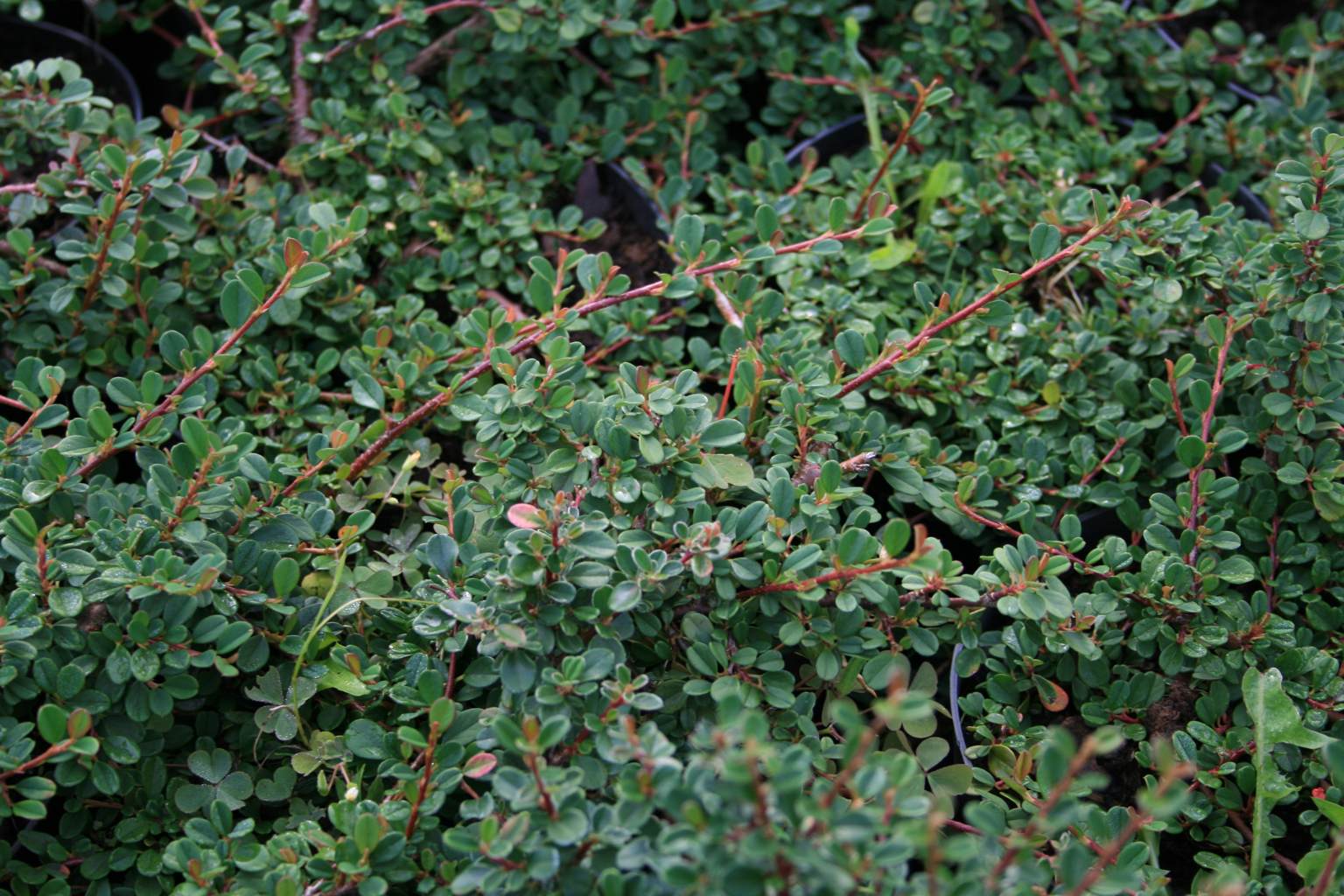 Irga płożąca "Eichholz" / Cotoneaster radicans "Eichholz"