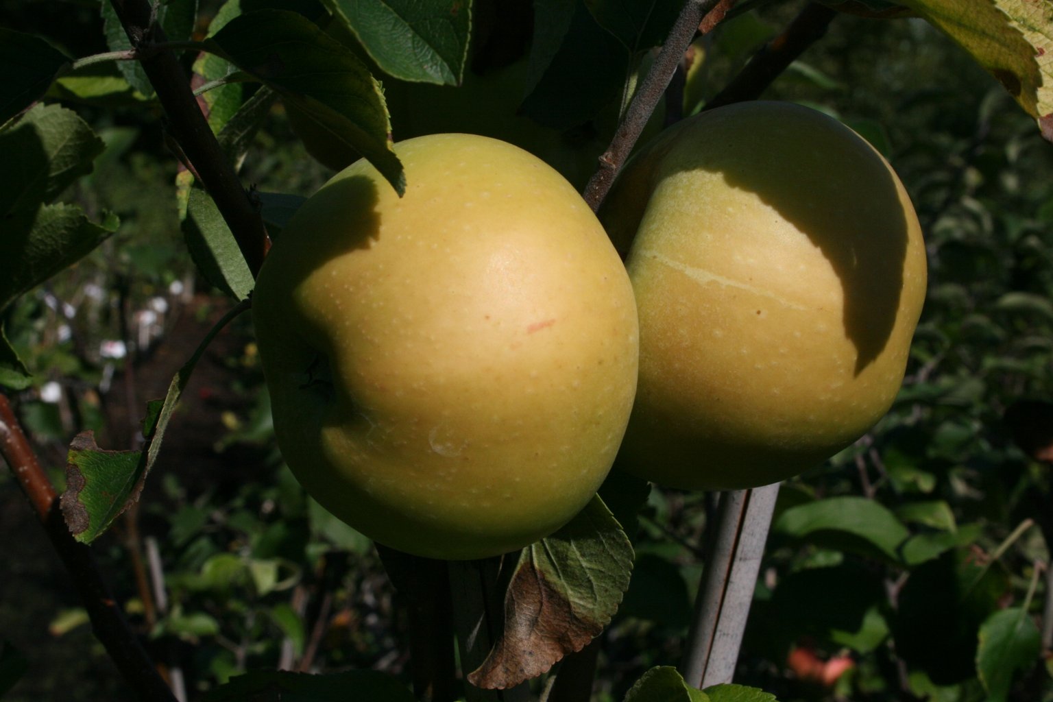 Jabłoń domowa / Malus domestica "Boiken"