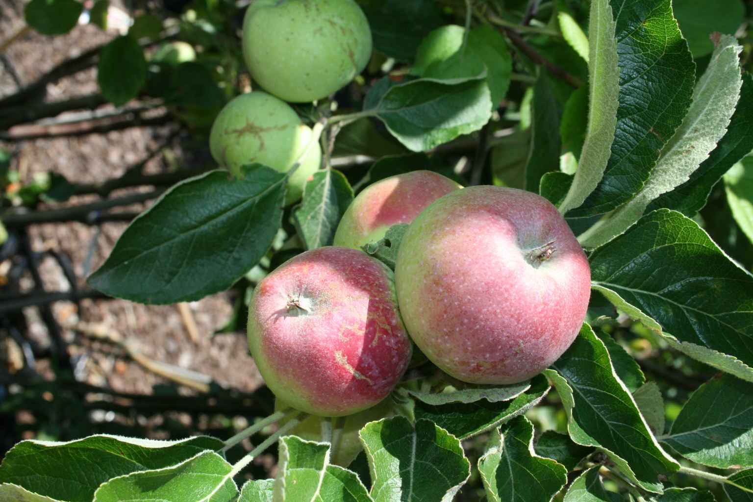 Jabłoń domowa "Alwa" / Malus domestica "Alwa"