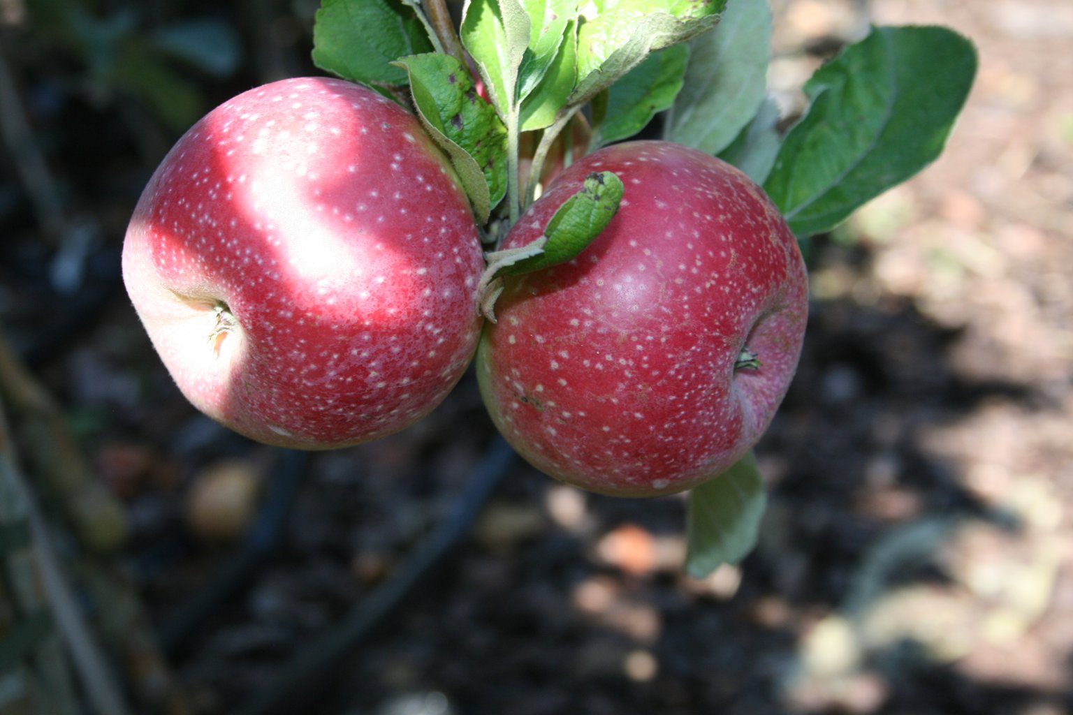 Jabłoń domowa "Alwa" / Malus domestica "Alwa"